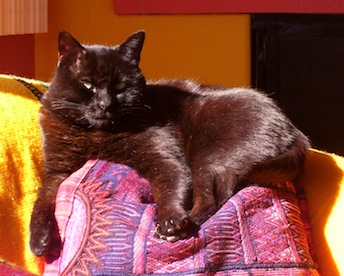 Sable (black cat) lounging in colorful pillows